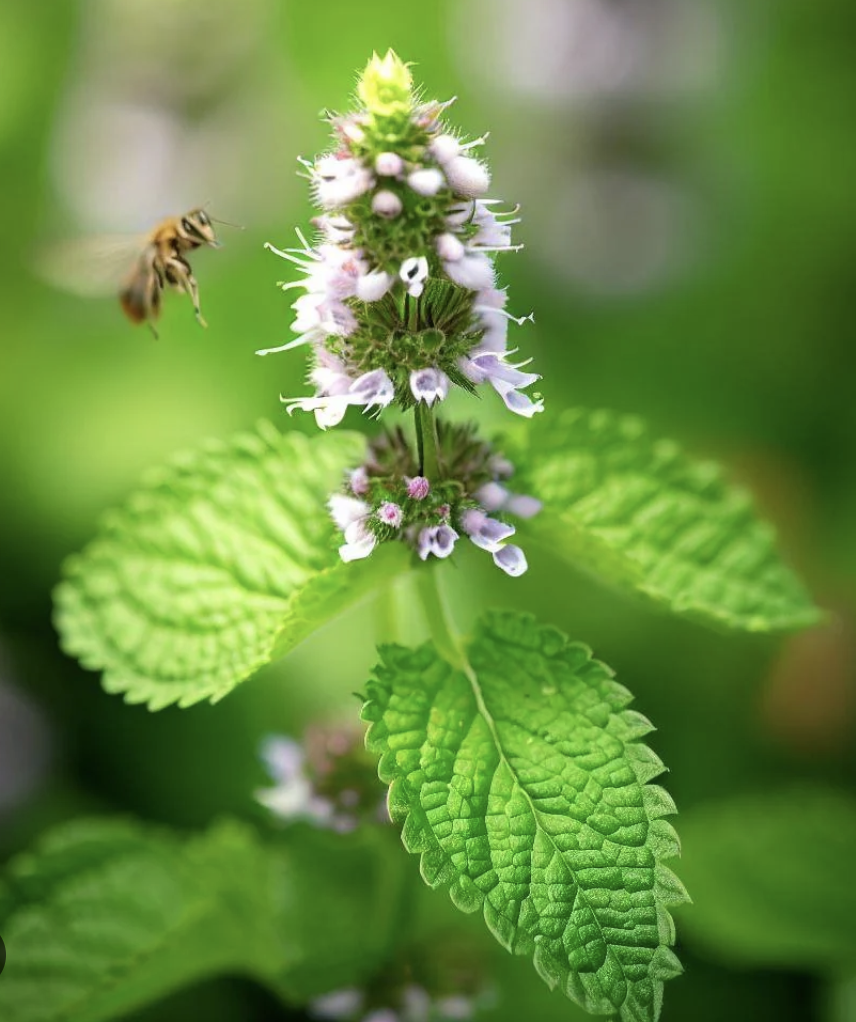 Featured image for “Lemon Balm”