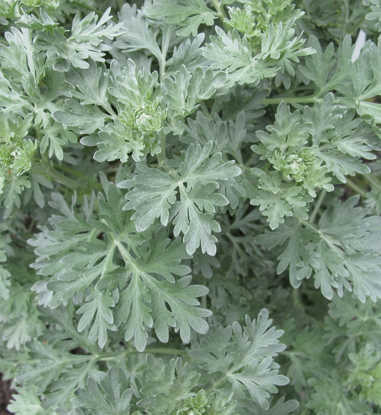 Featured image for “Wormwood”
