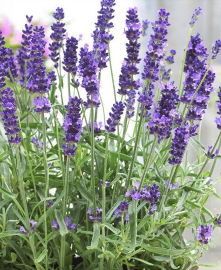 Featured image for “Lavender”