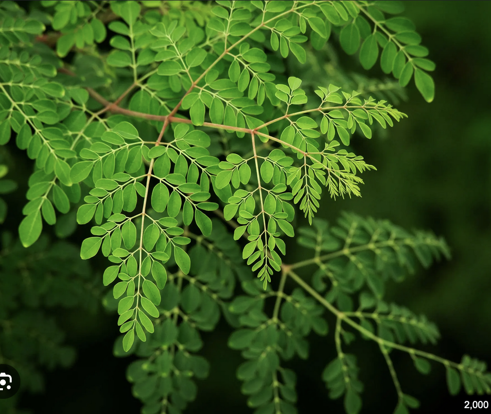 Featured image for “Moringa”
