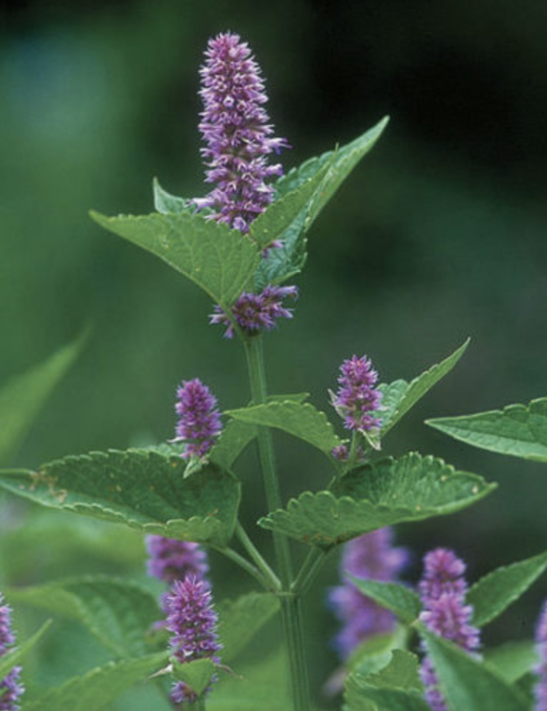 Featured image for “Hyssop”