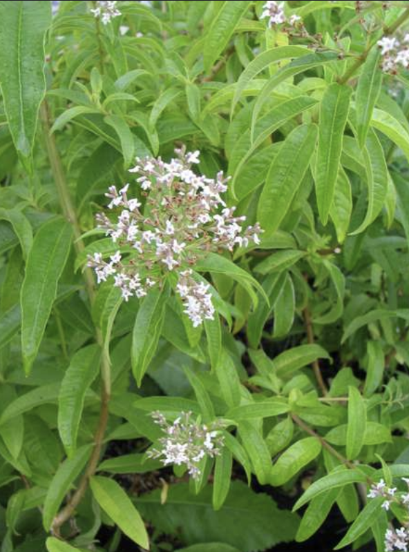 Featured image for “Lemon Verbena”