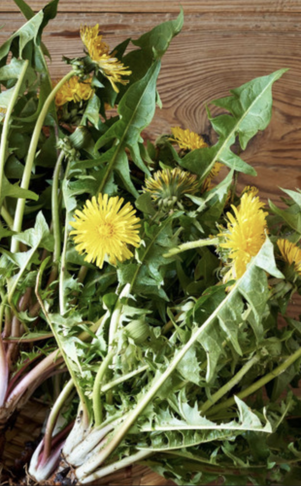Featured image for “Dandelion”