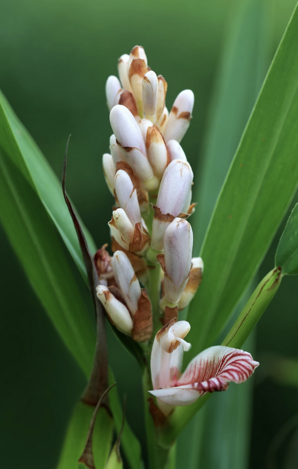 Featured image for “Cardamom”