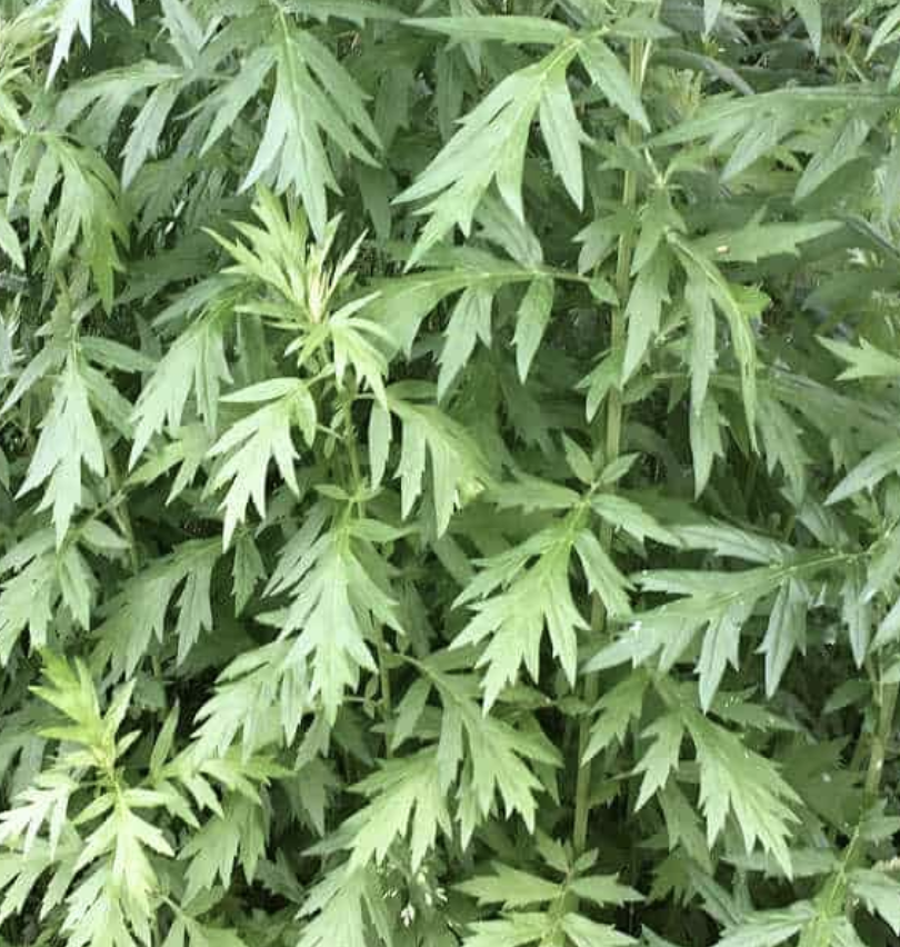 Featured image for “Mugwort”
