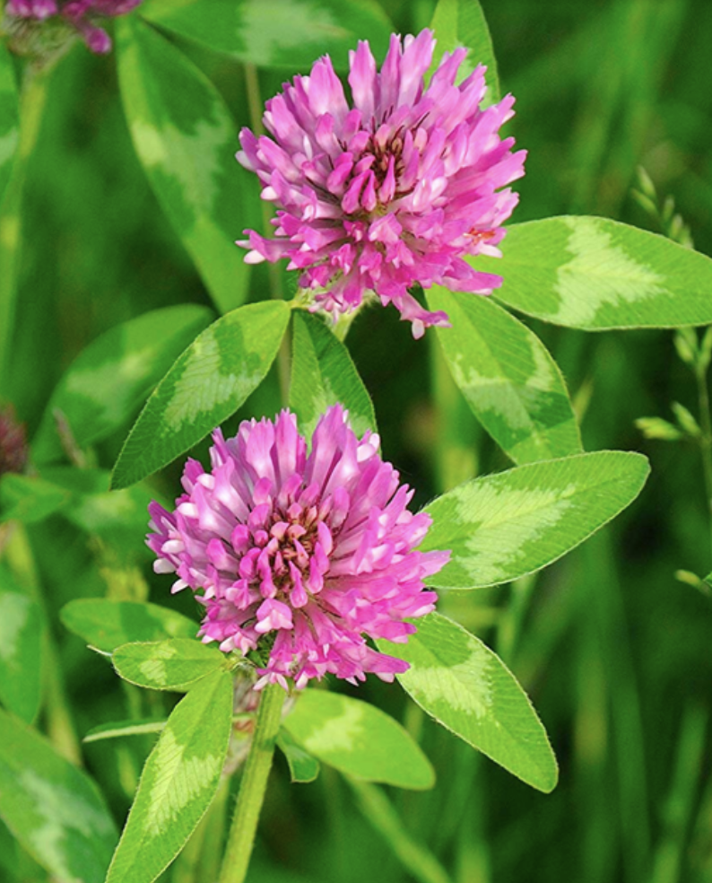 Featured image for “Red Clover”