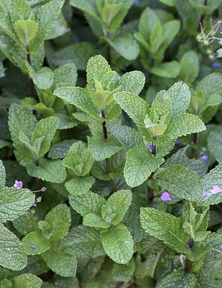 Featured image for “Mint”