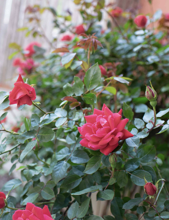 Featured image for “Rose Petals”