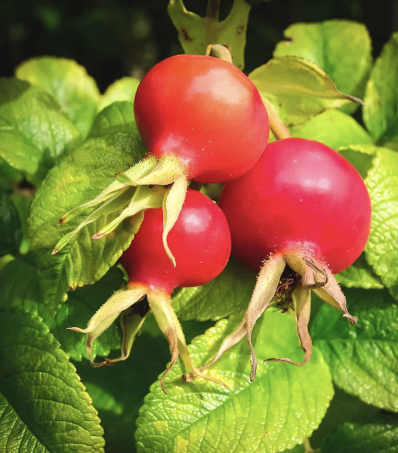 Featured image for “Rose Hips”