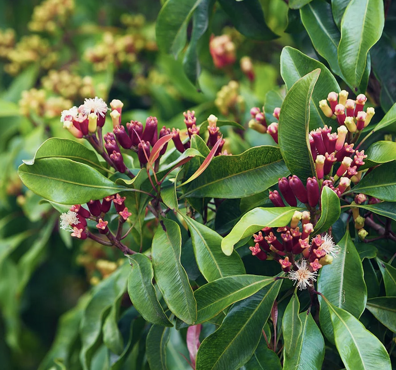 Featured image for “Clove”
