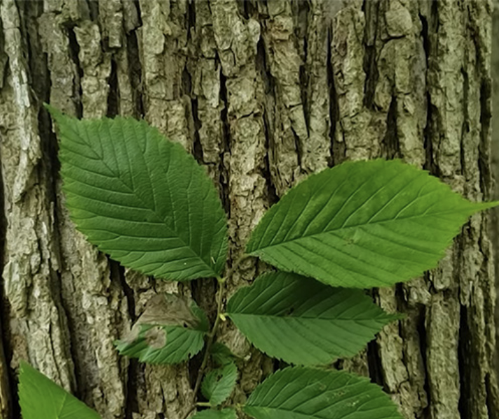 Featured image for “Slippery Elm”