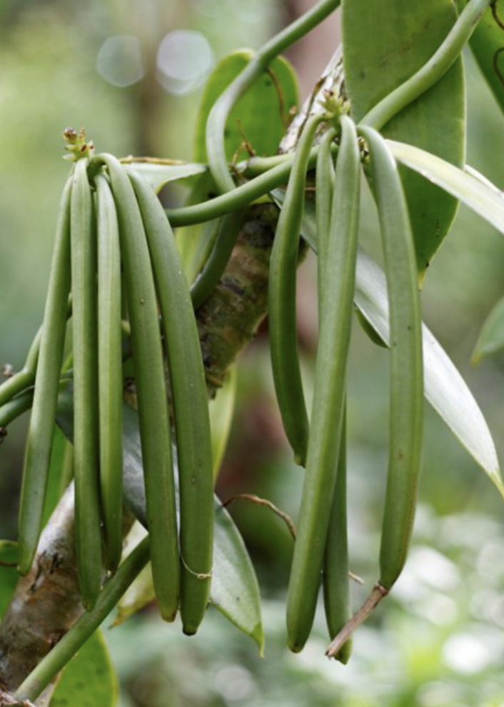 Featured image for “Vanilla”