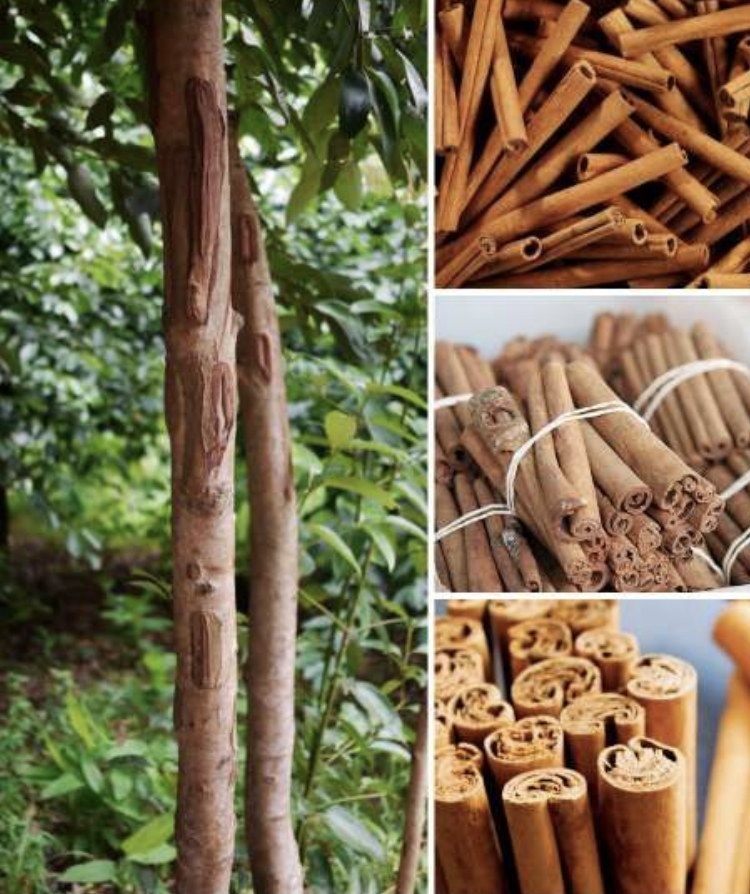 Featured image for “Cinnamon”