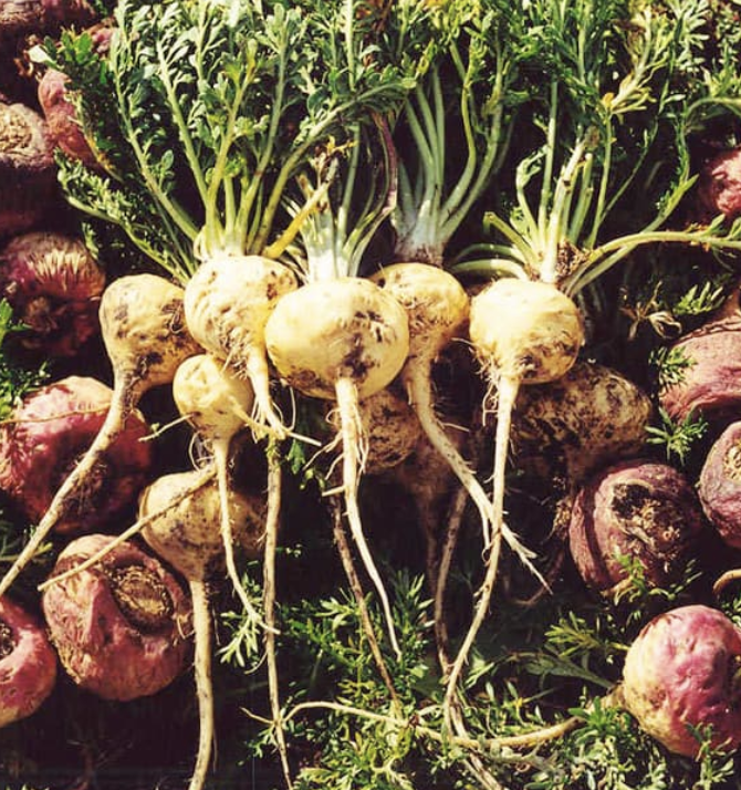 Featured image for “Maca”