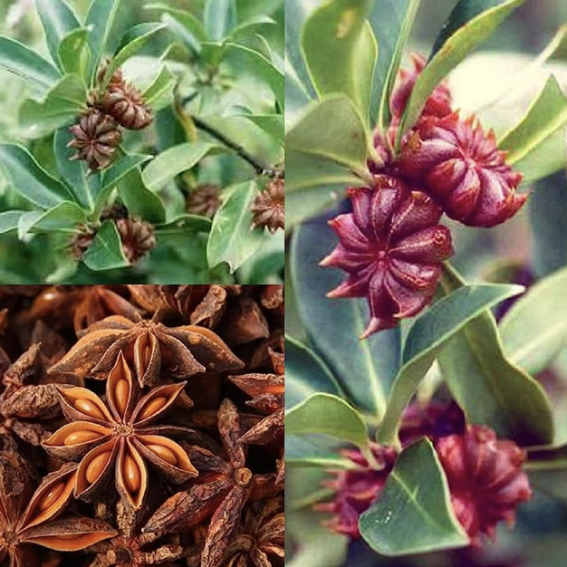 Featured image for “Star Anise”