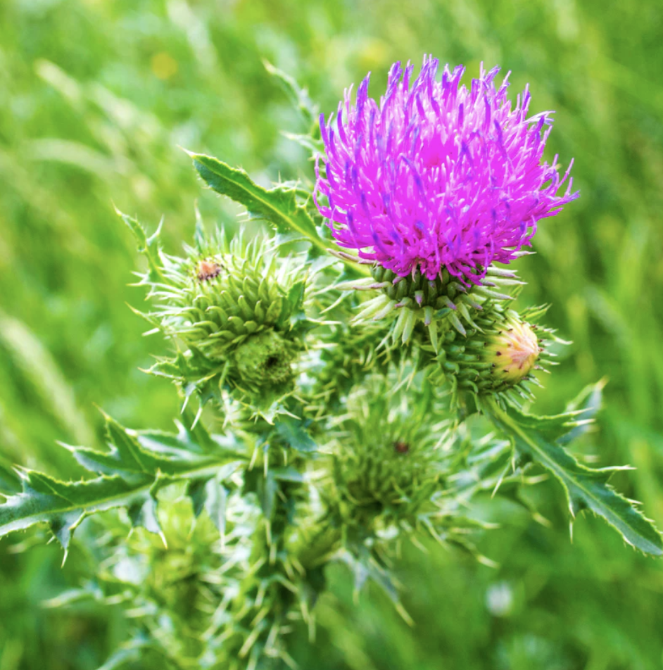 Featured image for “Milk Thistle”
