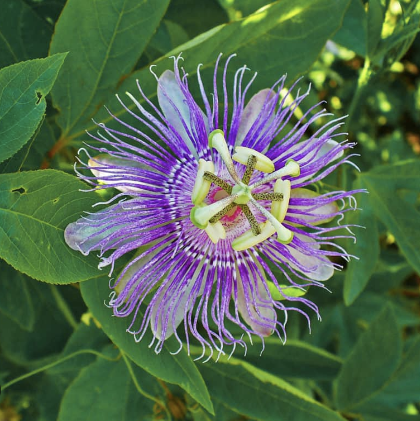 Featured image for “Passion Flower”