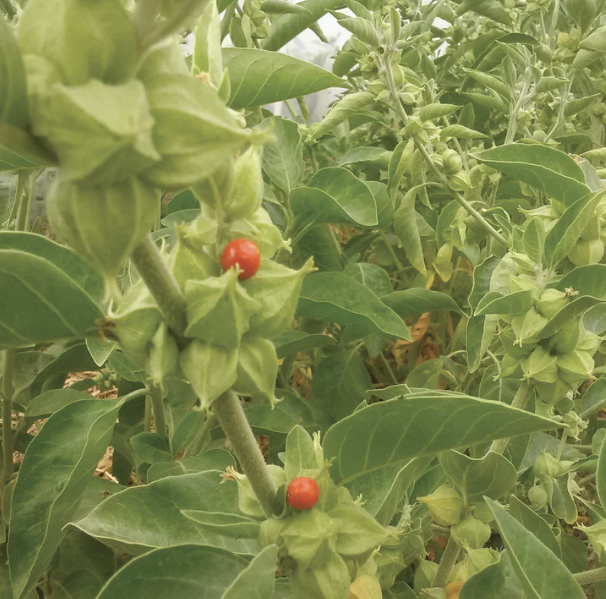 Featured image for “Ashwagandha”