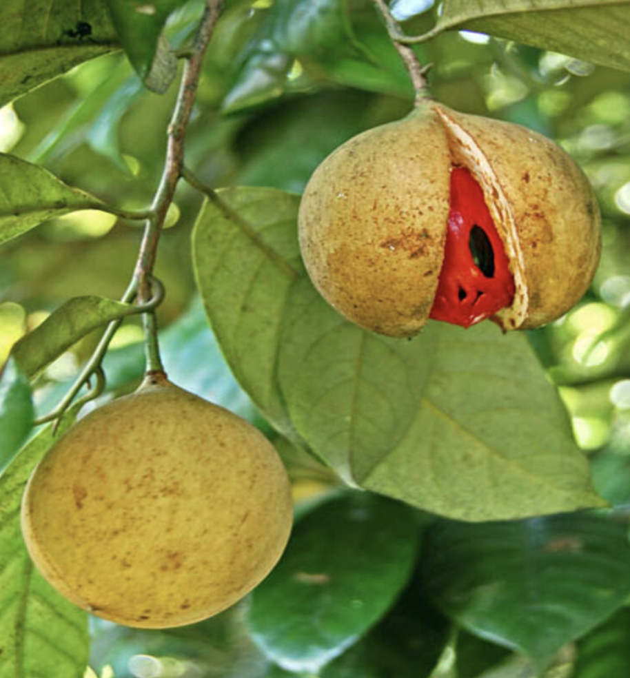 Featured image for “Nutmeg”