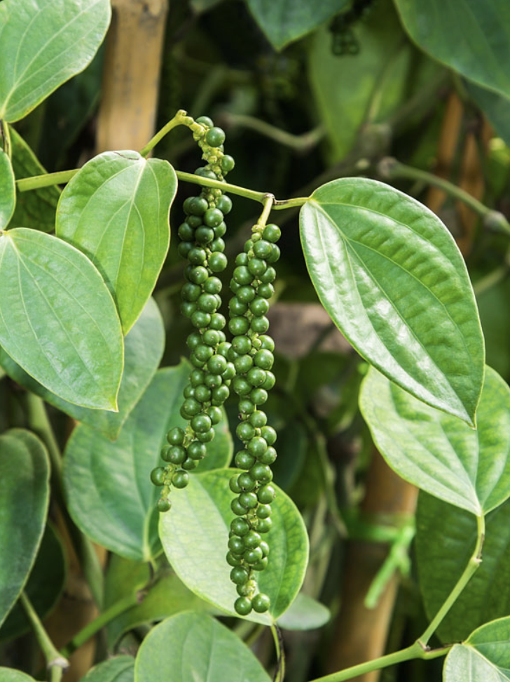 Featured image for “Pepper”