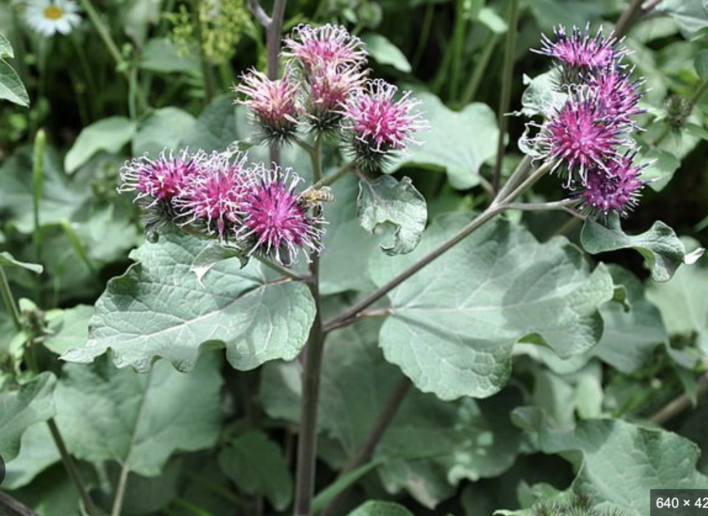Featured image for “Burdock Root”