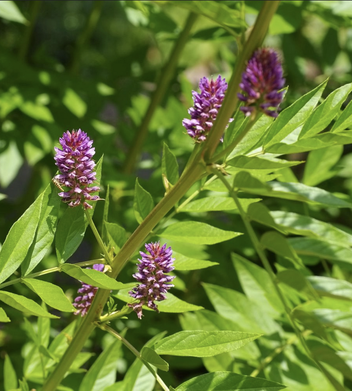 Featured image for “Licorice Root”