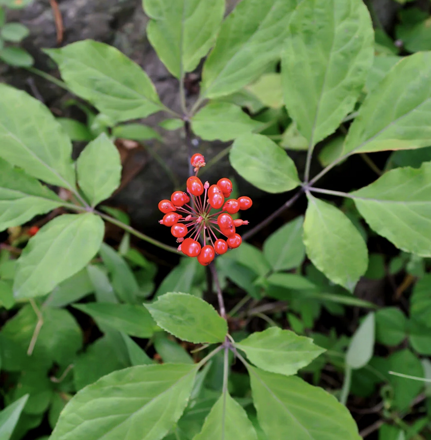 Featured image for “Ginseng”