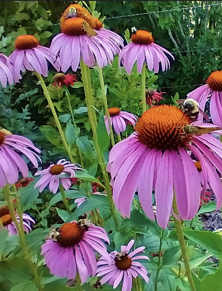 Featured image for “Echinacea”