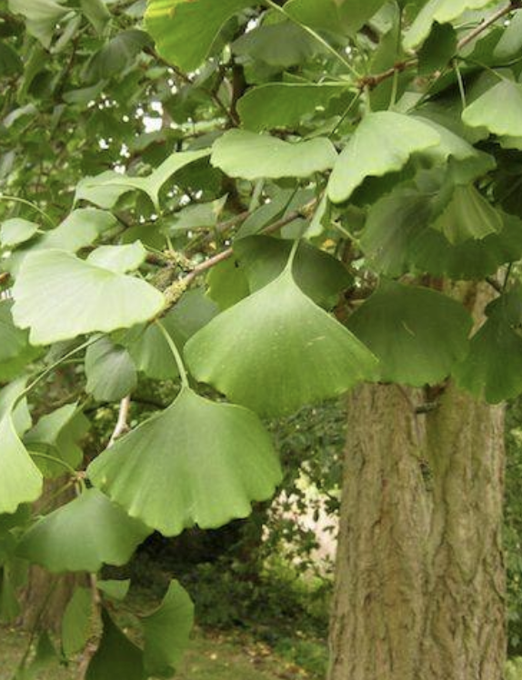Featured image for “Ginkgo”