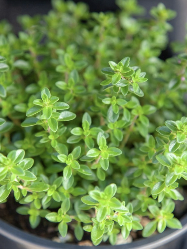 Featured image for “Thyme”
