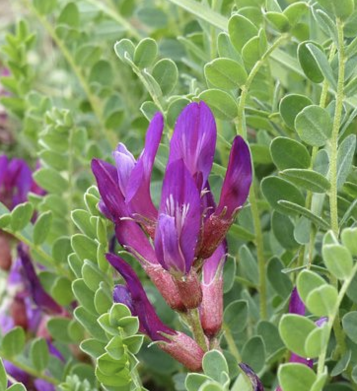 Featured image for “Astragalus”