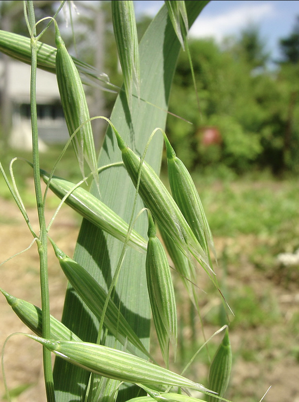 Featured image for “Oats”
