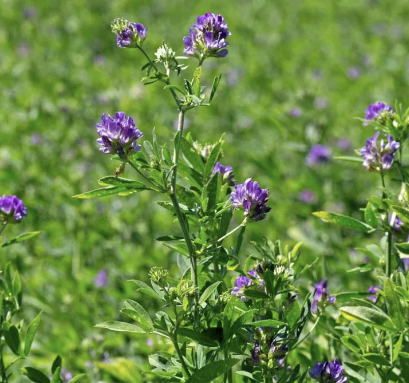Featured image for “Alfalfa”