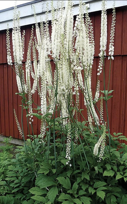 Featured image for “Black Cohosh”