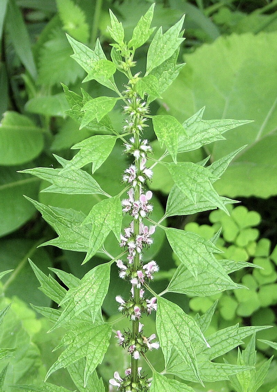 Featured image for “Motherwort”