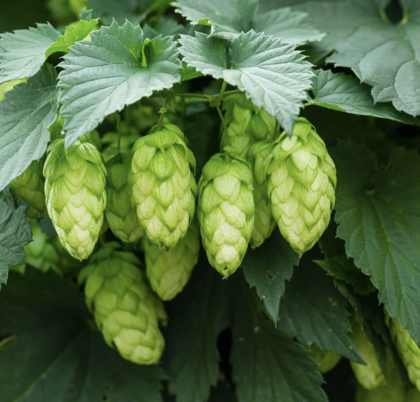 Featured image for “Hops”
