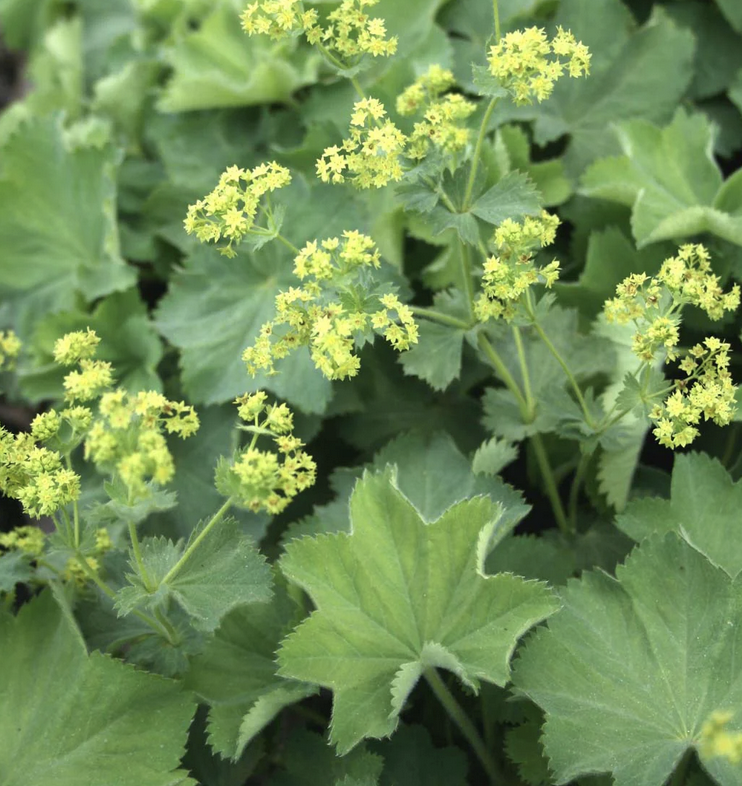 Featured image for “Lady’s Mantle”