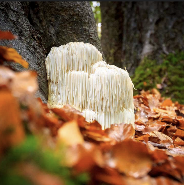 Featured image for “Lions Mane”