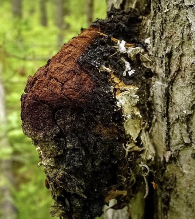 Featured image for “Chaga”
