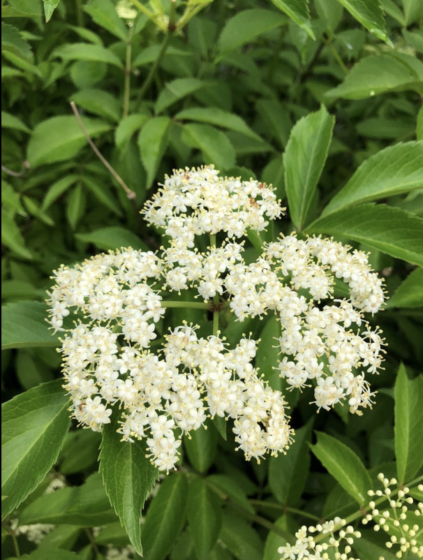 Featured image for “Elderberry”