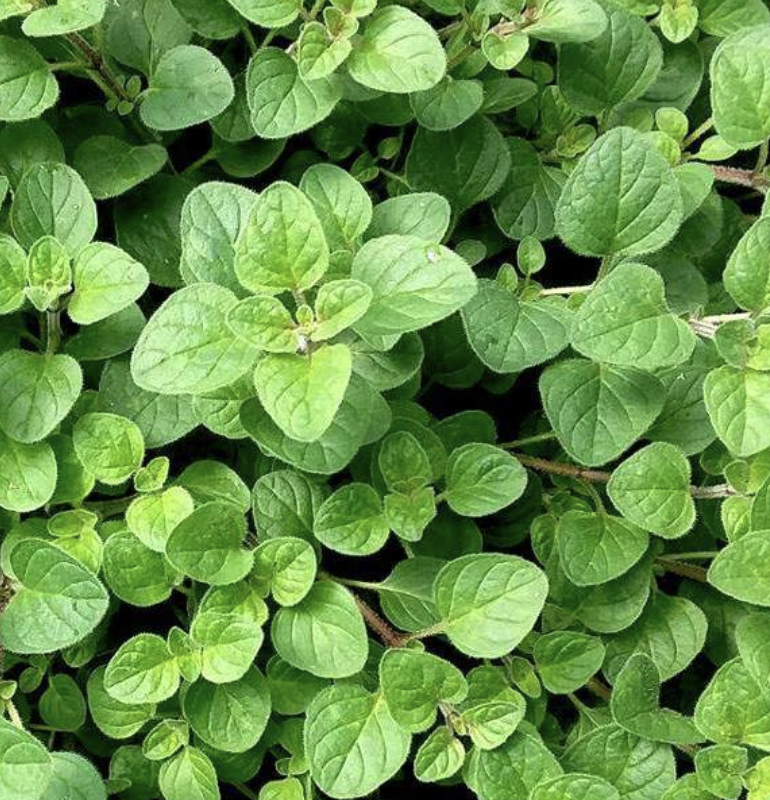 Featured image for “Oregano”