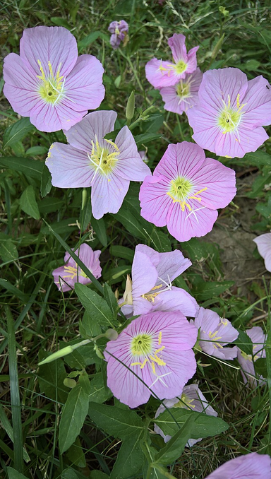 Featured image for “Evening-Primrose”