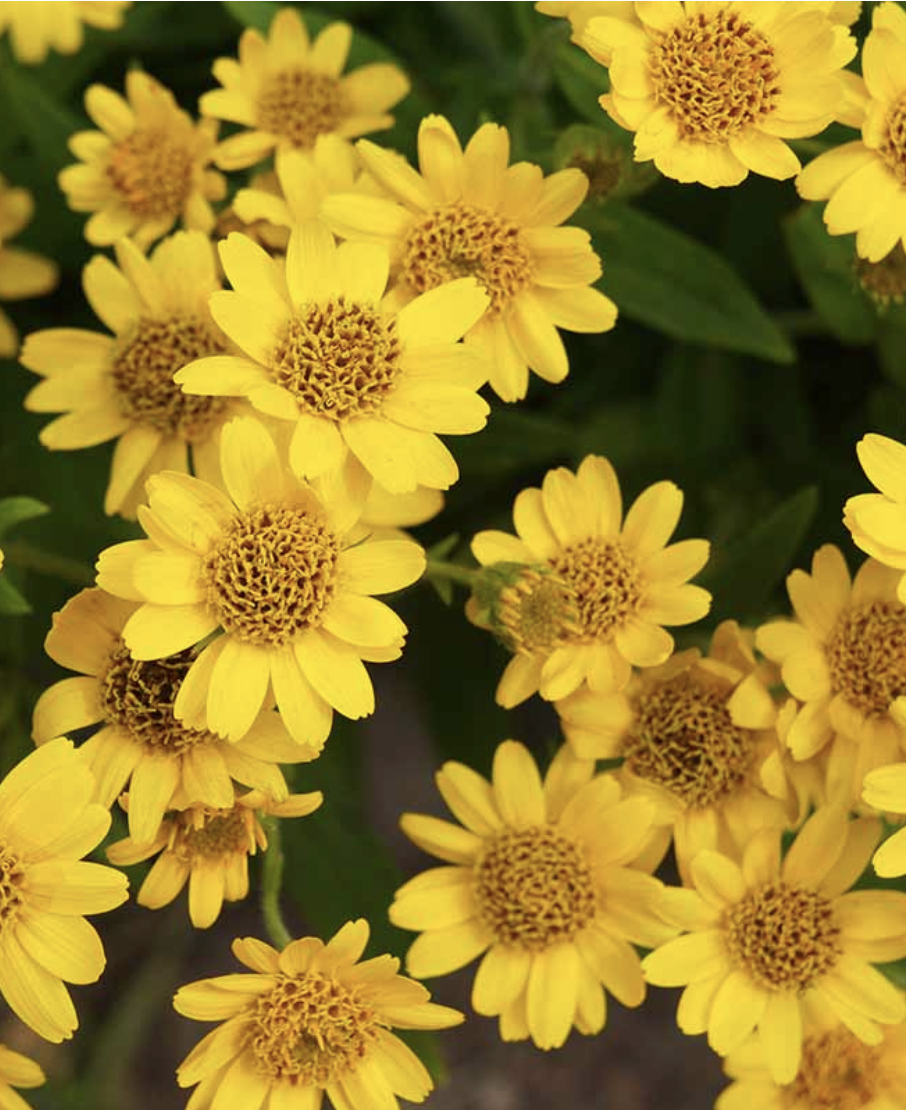 Featured image for “Arnica”