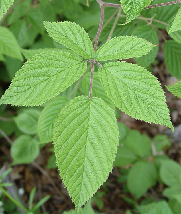 Featured image for “Blackberry Leaf”