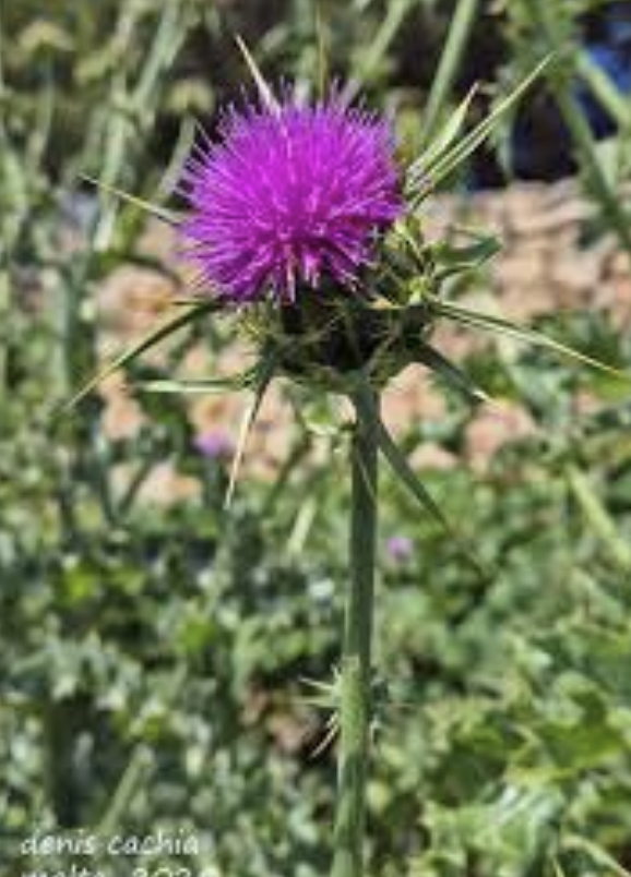 Featured image for “Blessed Thistle”