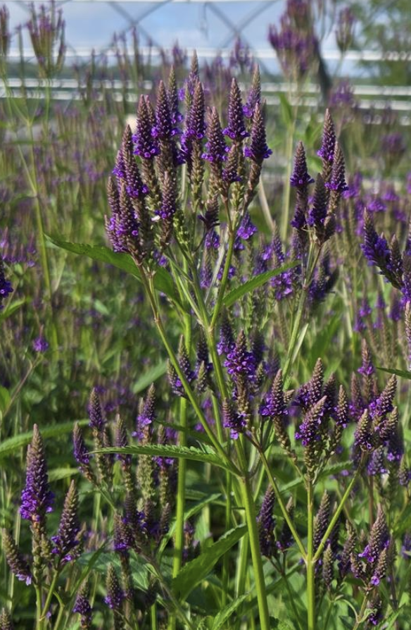 Featured image for “Blue Vervain”
