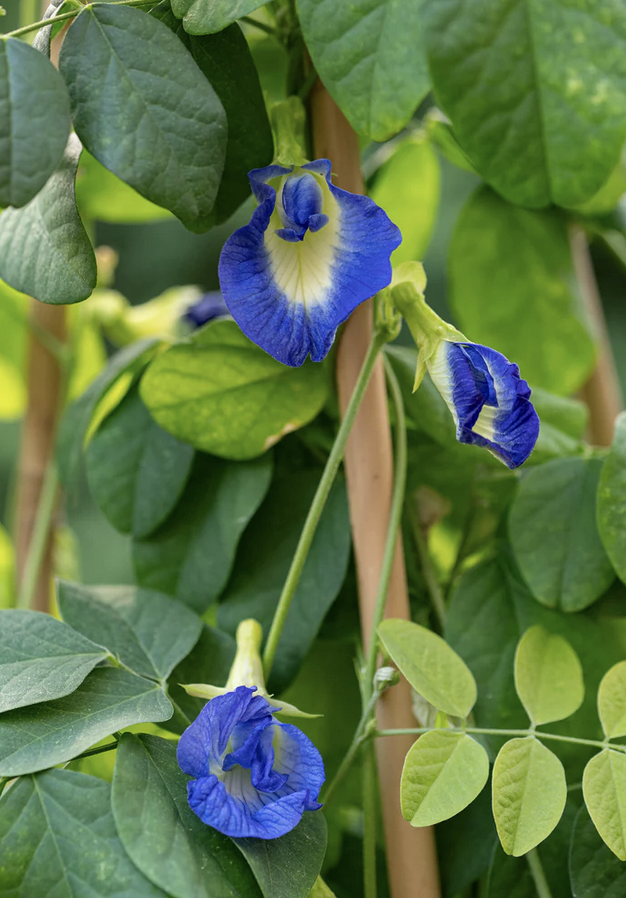 Featured image for “Butterfly Pea Flower”