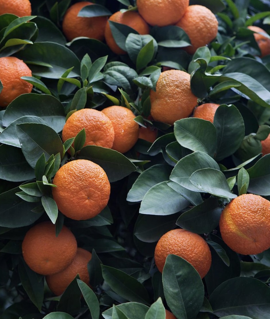 Featured image for “Bitter Orange”