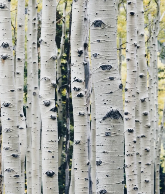 Featured image for “Birch Bark”